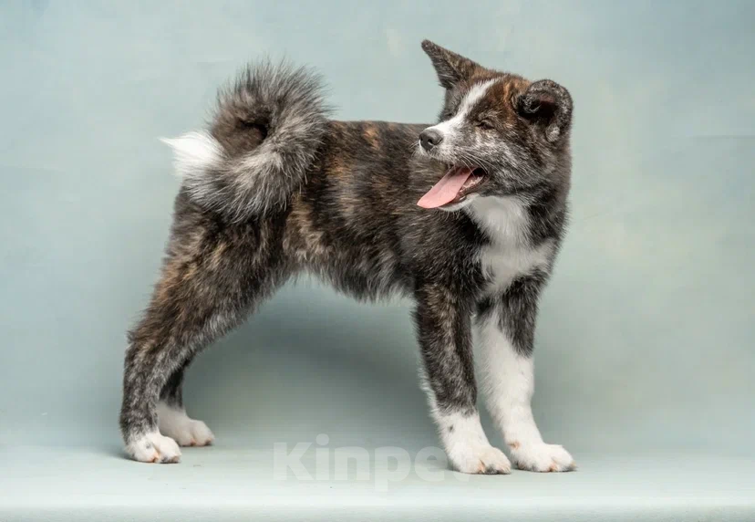 Собаки в Санкт-Петербурге: Тиана Девочка, 70 000 руб. - фото 6