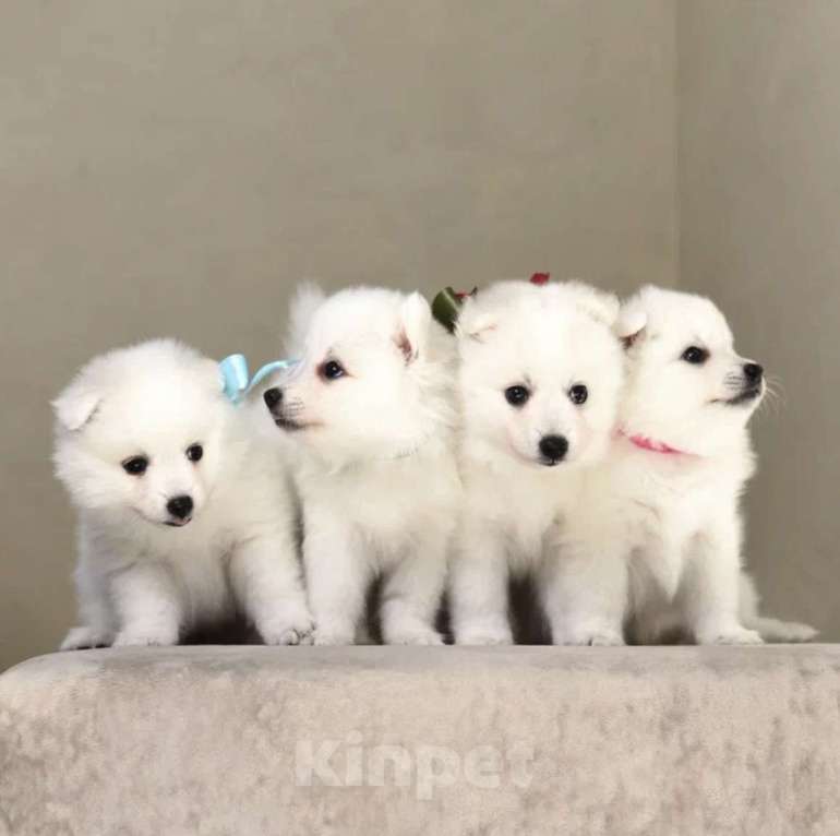 Собаки в Нефтекамске: Японский шпиц Девочка, 35 000 руб. - фото 2