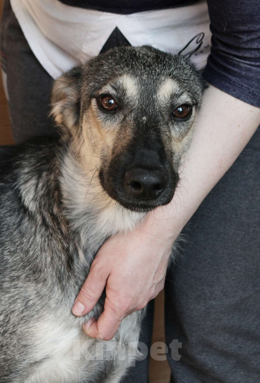 Собаки в других городах Ленинградской области: Весёлая собака Нора в поисках дома Девочка, 500 руб. - фото 1