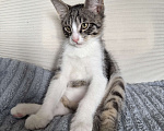 Кошки в Ореховом-Зуево: Котенок в добрые руки Мальчик, Бесплатно - фото 4