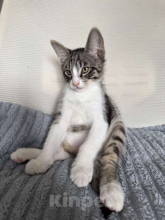 Кошки в Ореховом-Зуево: Котенок в добрые руки Мальчик, Бесплатно - фото 4