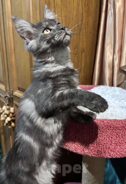 Кошки в Петергофе: Девулечка куночка  Девочка, 40 000 руб. - фото 9