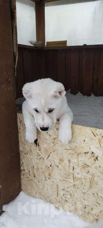 Собаки в Перми: Яра Девочка, Бесплатно - фото 3