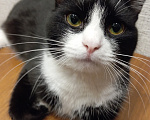 Кошки в Томске: Котик Семён Мальчик, Бесплатно - фото 3