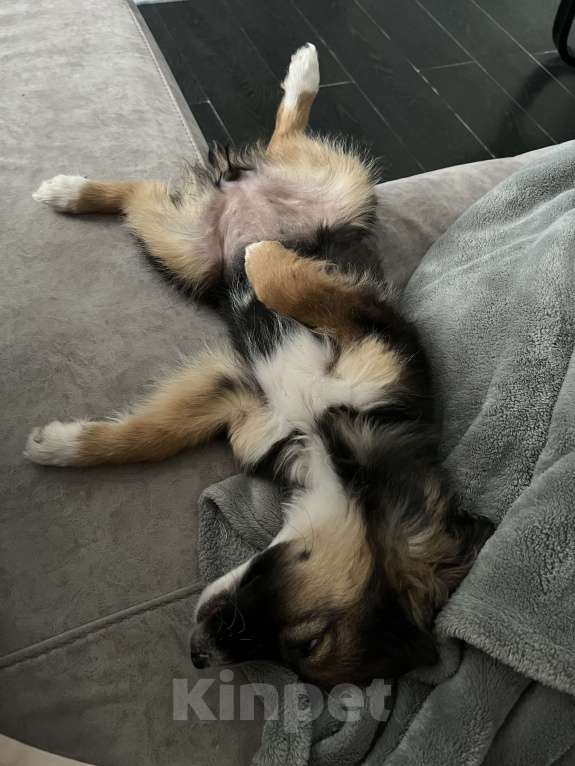 Собаки в Белом Калитве: Малышка в любящую семью Девочка, Бесплатно - фото 9