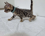Кошки в Красногорске: Бенгальские малыши  Девочка, 30 000 руб. - фото 1