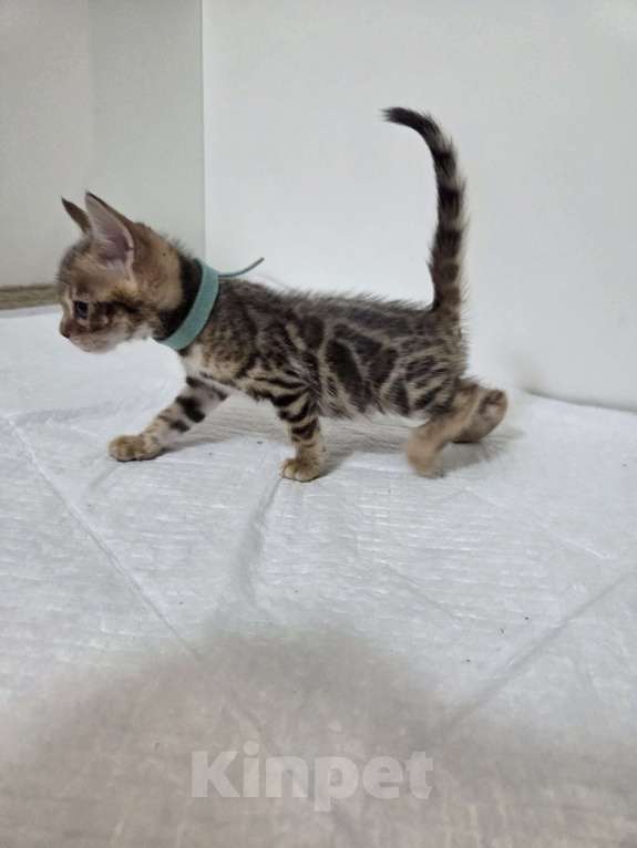 Кошки в Красногорске: Бенгальские малыши  Девочка, 30 000 руб. - фото 1