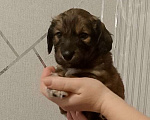 Собаки в Строителе: Пушистик шоколадный мальчик маленького роста вырастит Мальчик, Бесплатно - фото 2