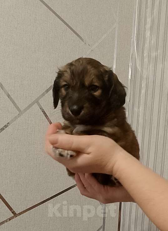 Собаки в Строителе: Пушистик шоколадный мальчик маленького роста вырастит Мальчик, Бесплатно - фото 2