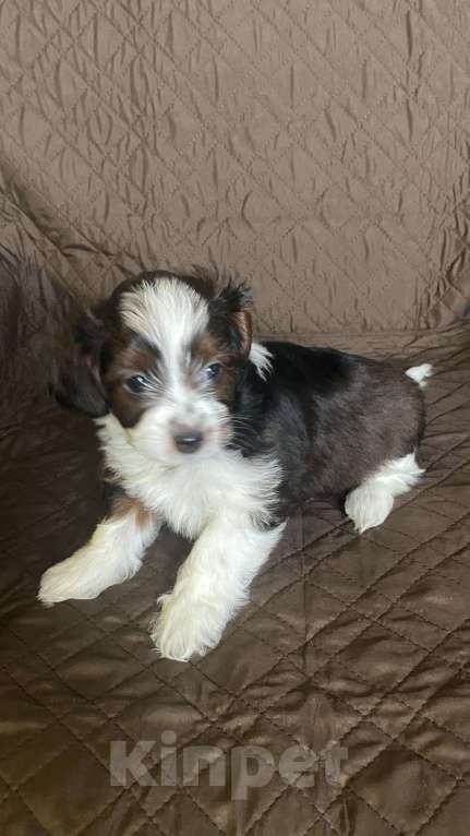 Собаки в Москве: Мальчик бело муругий стандарт породы «Петербургская орхидея»  Мальчик, Бесплатно - фото 4