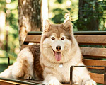 Собаки в Москве: Красивый пёс Мирон в добрые руки! Мальчик, 1 руб. - фото 6