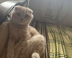 Кошки в Саратове: Отдам котика в добрые руки Мальчик, 101 руб. - фото 2