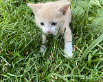 Кошки в Перми: Персик Мальчик, 1 руб. - фото 3