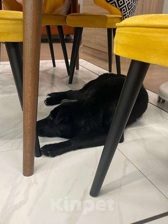 Собаки в Санкт-Петербурге: Отдам щенка бесплатно. Девочка, Бесплатно - фото 4