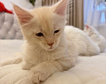 Кошки в Калининграде: Чистокровный котенок Мэйкун, es 22 Мальчик, 35 000 руб. - фото 7