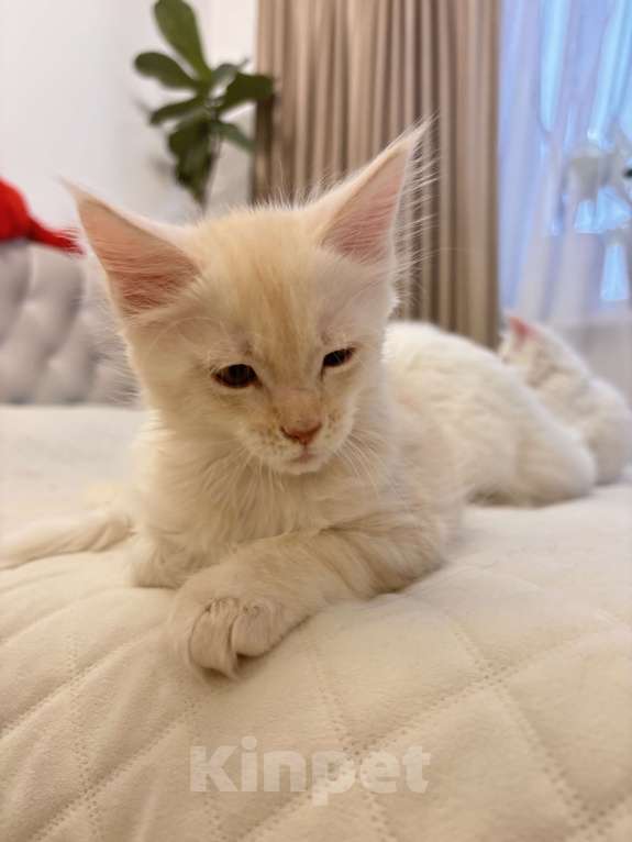 Кошки в Калининграде: Чистокровный котенок Мэйкун, es 22 Мальчик, 35 000 руб. - фото 7