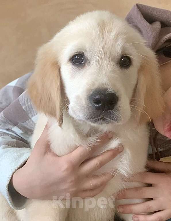 Собаки в Москве: Щенки Золотистого ретривера Мальчик, 70 руб. - фото 1