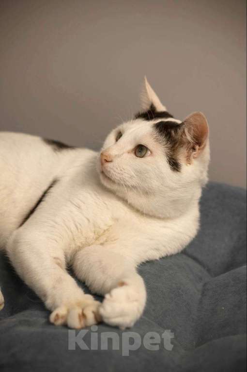 Кошки в Москве: кот Саввушка ищет дом Мальчик, Бесплатно - фото 3