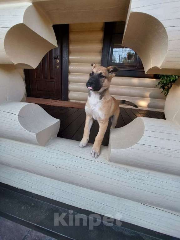 Собаки в Подольске: В добрые руки  Девочка, 1 руб. - фото 3