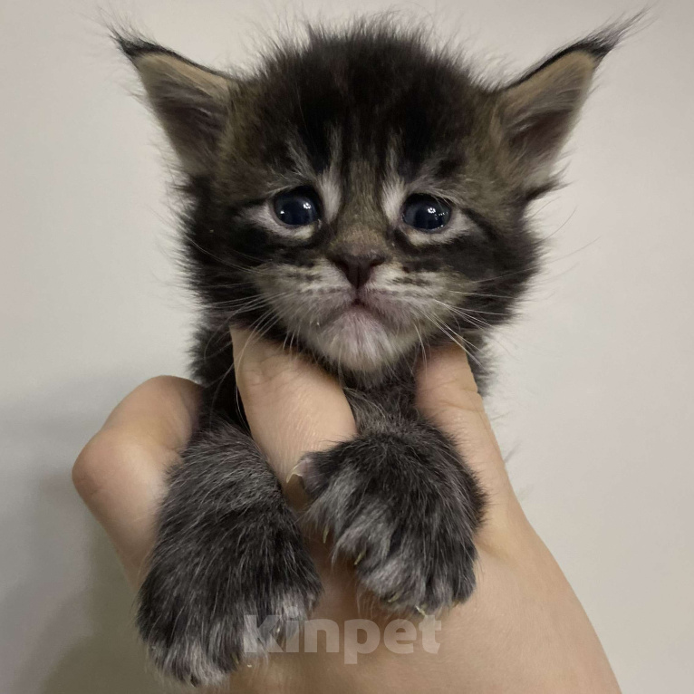 Кошки в Мурманске: Котенок Мейн-кун полидакт Мальчик, Бесплатно - фото 1