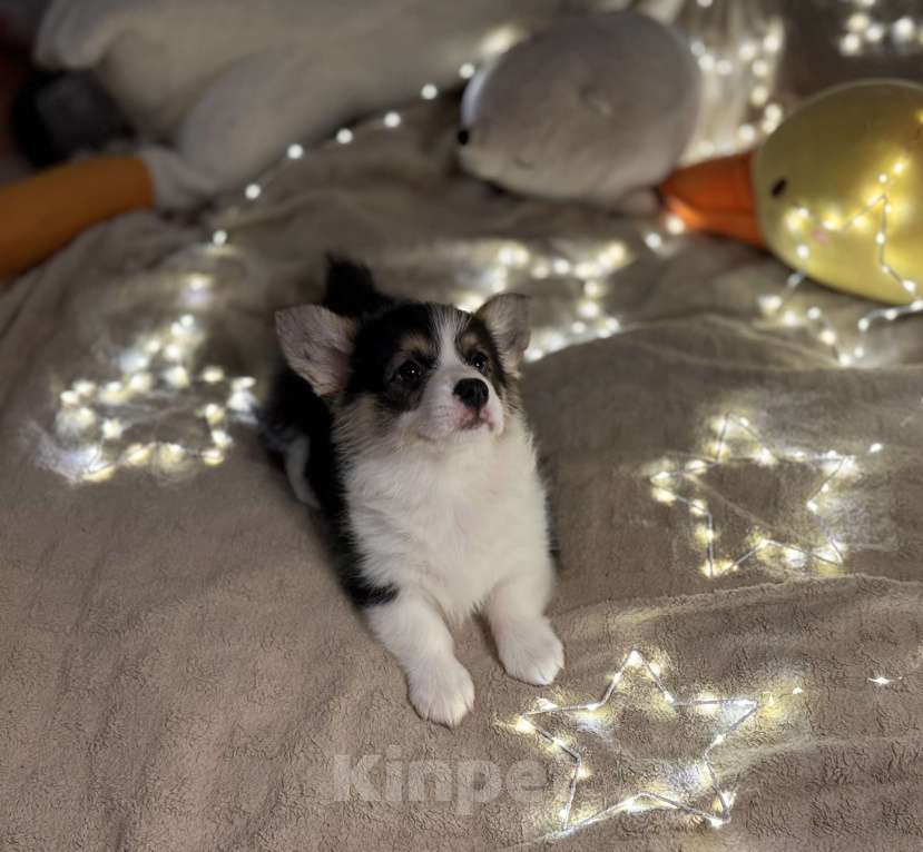 Собаки в Владивостоке: Вельш-корги Пемброк Девочка, 70 000 руб. - фото 4