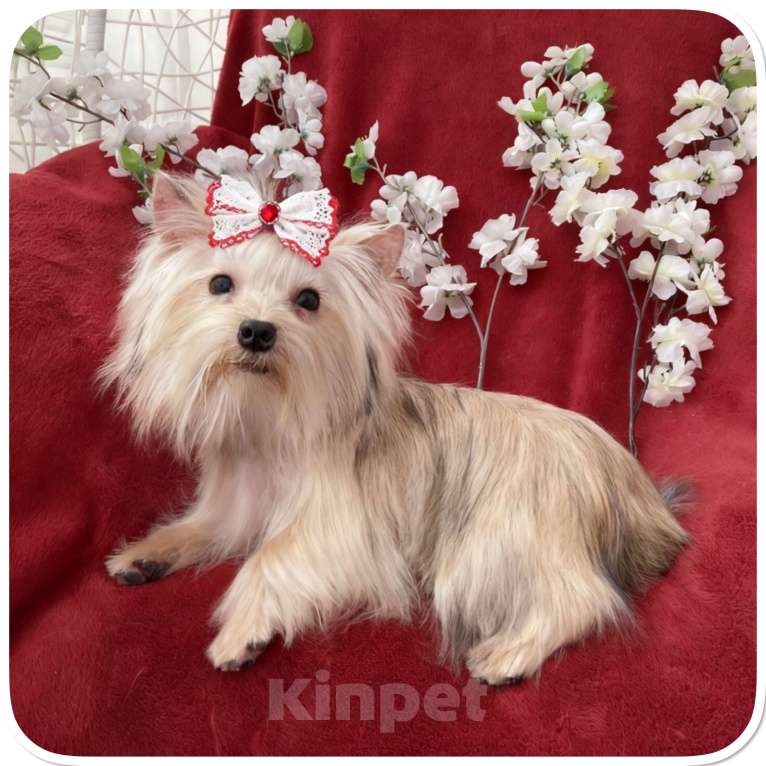 Собаки в Москве: Мини йорк девочка золотая подрощенная Девочка, 80 000 руб. - фото 10