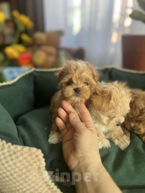 Собаки в других городах Московской области: Мальтипу f1 Мальчик, 150 000 руб. - фото 3