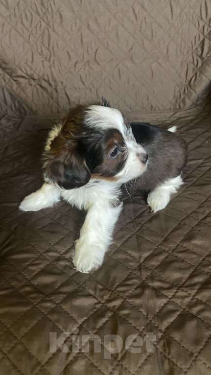 Собаки в Москве: Мальчик бело муругий стандарт породы «Петербургская орхидея»  Мальчик, Бесплатно - фото 2