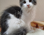 Кошки в Перми: Котенок Мейн Кун Девочка, 30 000 руб. - фото 1
