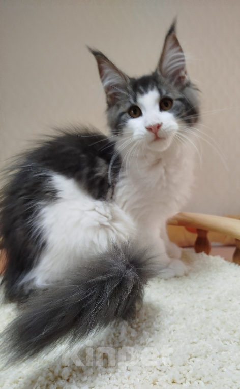 Кошки в Перми: Котенок Мейн Кун Девочка, 30 000 руб. - фото 1