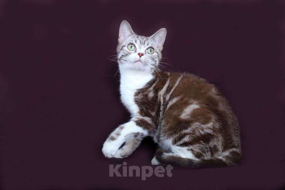 Кошки в Москве: Американский короткошерстный котёнок Мальчик, 60 000 руб. - фото 8