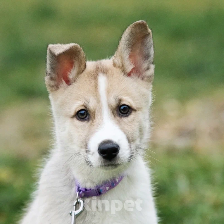 Собаки в Лосином-Петровском: Эдвин якутенок  Мальчик, Бесплатно - фото 4