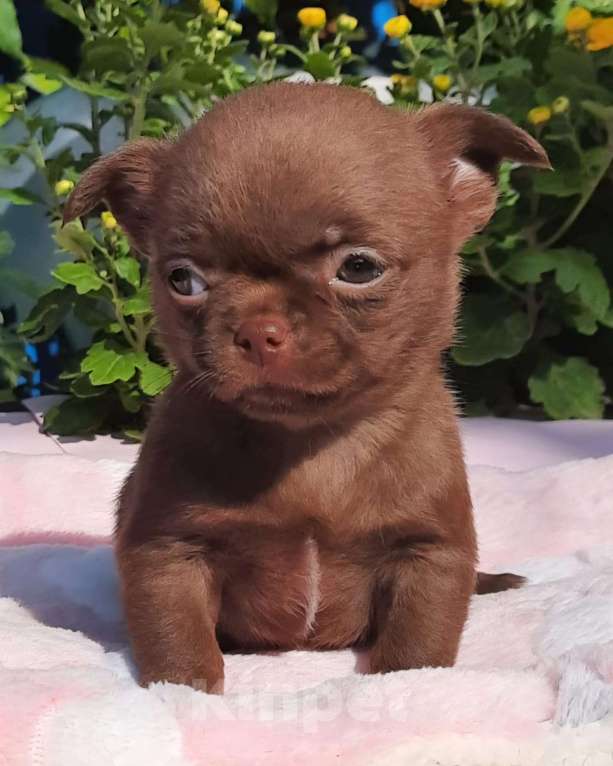 Собаки в Геленджике: чихуашечки Мальчик, 65 000 руб. - фото 1