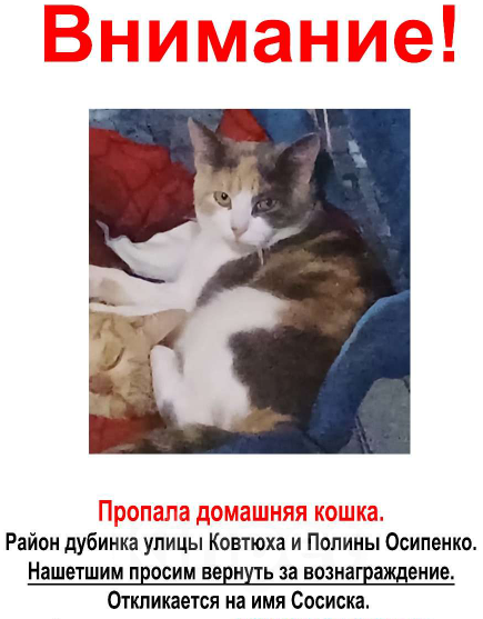 Кошки в Краснодаре: Помогите найти Девочка, 3 000 руб. - фото 1