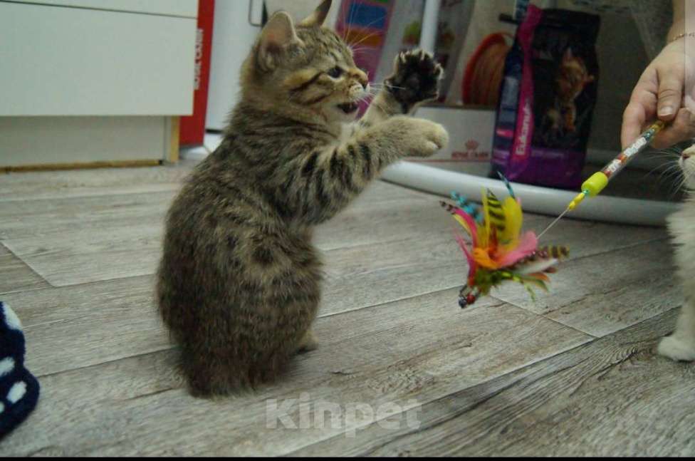 Кошки в Комсомольске-На-Амуре: Курильский бобтейл Мальчик, 50 000 руб. - фото 5