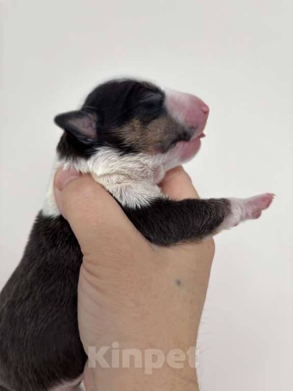 Собаки в Москве: Миниатюрный бультерьер Мальчик, 120 000 руб. - фото 2