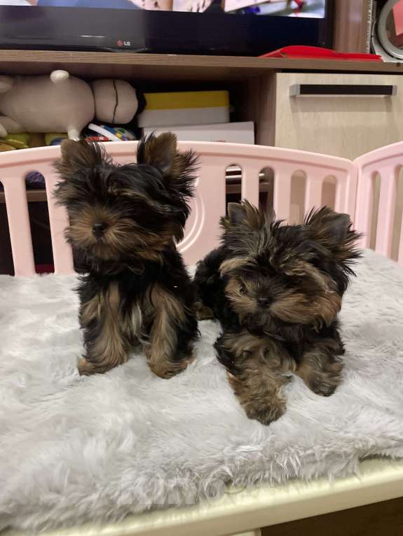 Собаки в Санкт-Петербурге: Мальчишки в продаже  Мальчик, 70 000 руб. - фото 2