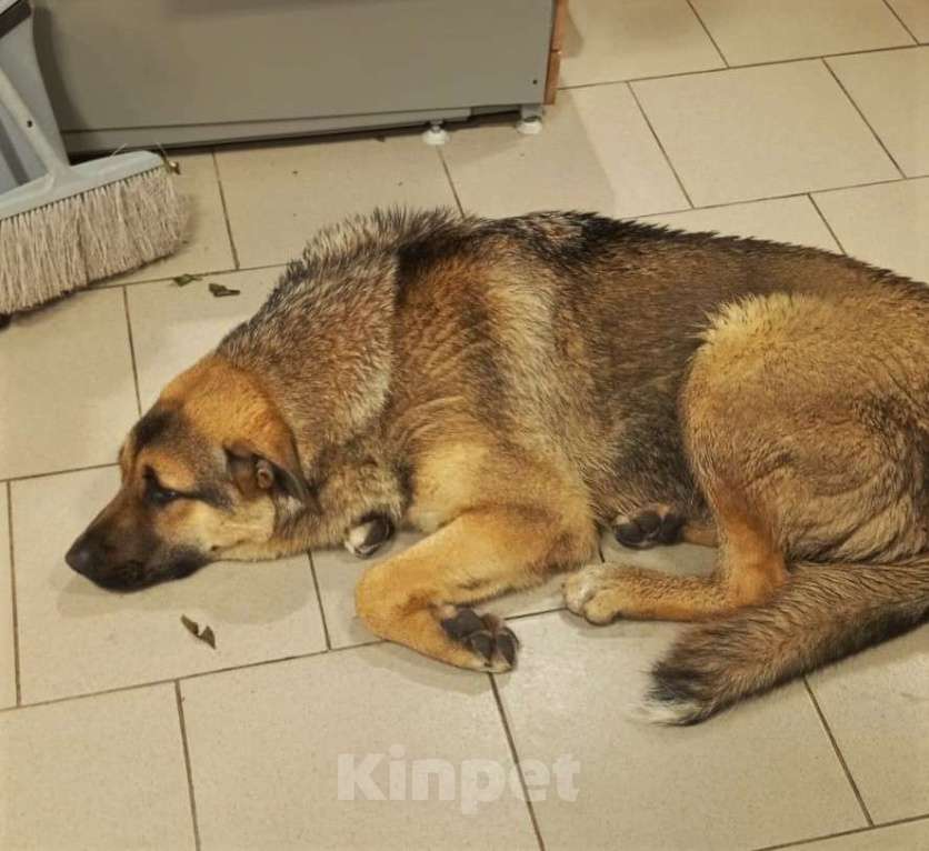 Собаки в других городах Владимирской области: Крупный щенок в добрые руки Мальчик, Бесплатно - фото 6