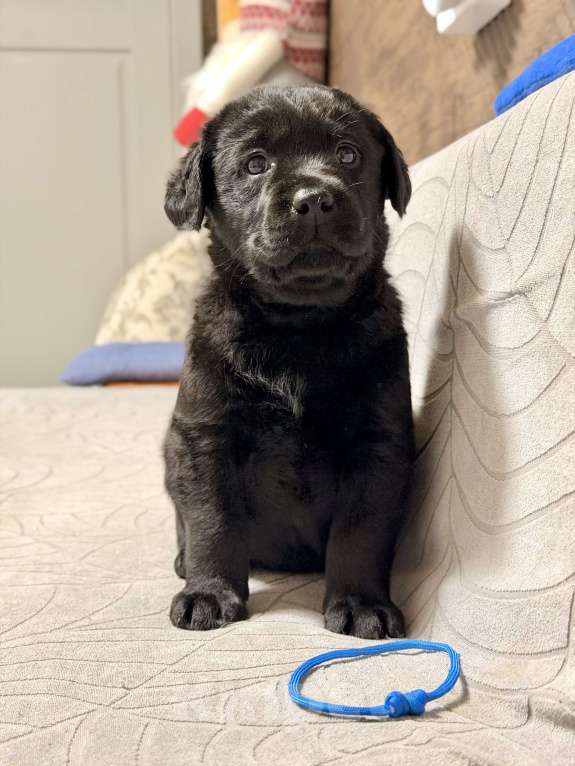 Собаки в других городах Московской области: Черный щенок лабрадора Мальчик, 80 000 руб. - фото 2