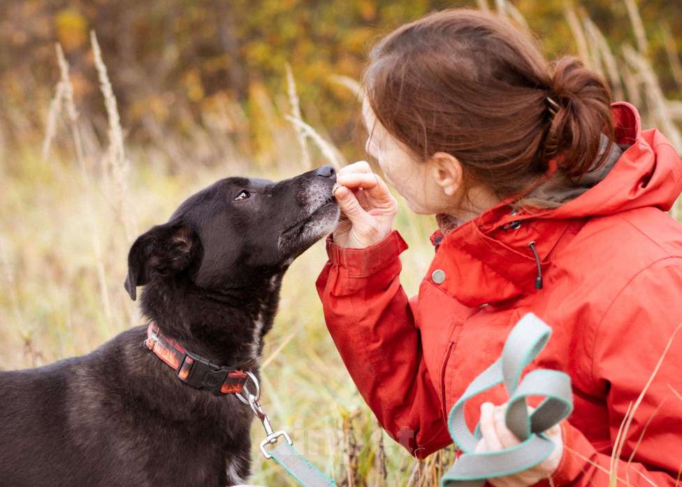 Собаки в Москве: Собака в добрые руки! Девочка, Бесплатно - фото 10