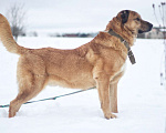 Собаки в Наро-Фоминске: Панчо: для тех, кто любит размах, размер и рыжих Мальчик, Бесплатно - фото 2