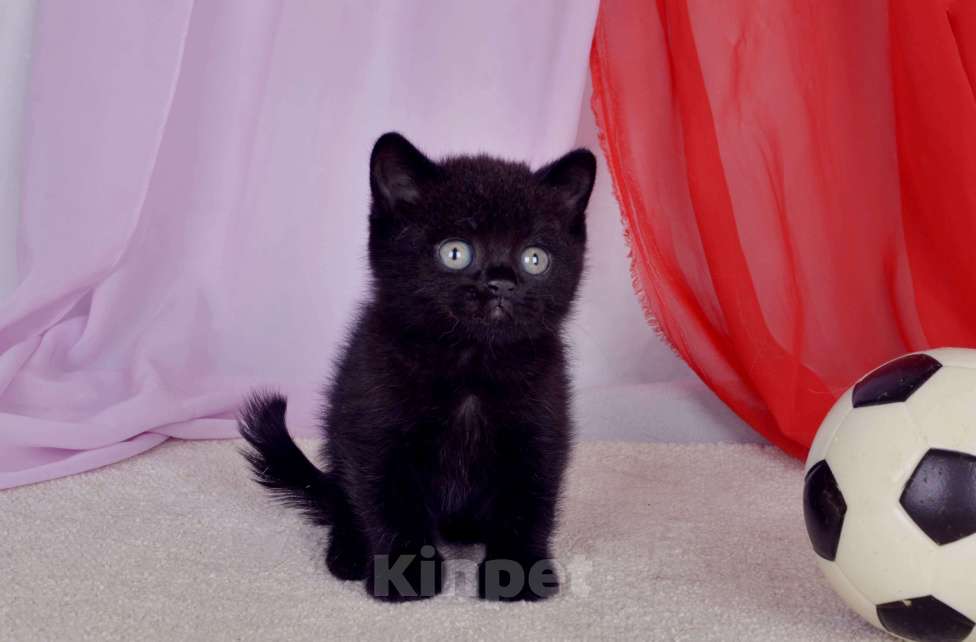 Кошки в Санкт-Петербурге: Черный британский котик-бегемотик Мальчик, 55 000 руб. - фото 5