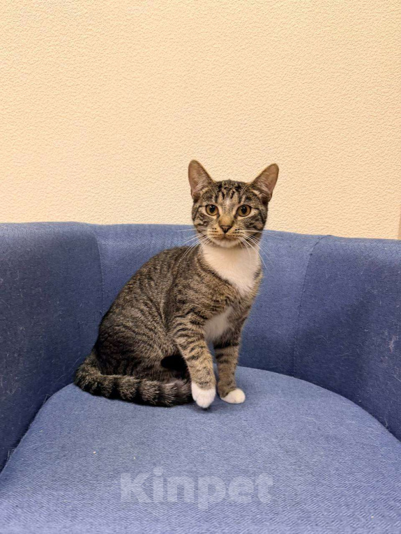 Кошки в Москве: Чудесный компанейский котик Барс ищет своих людей Мальчик, Бесплатно - фото 5