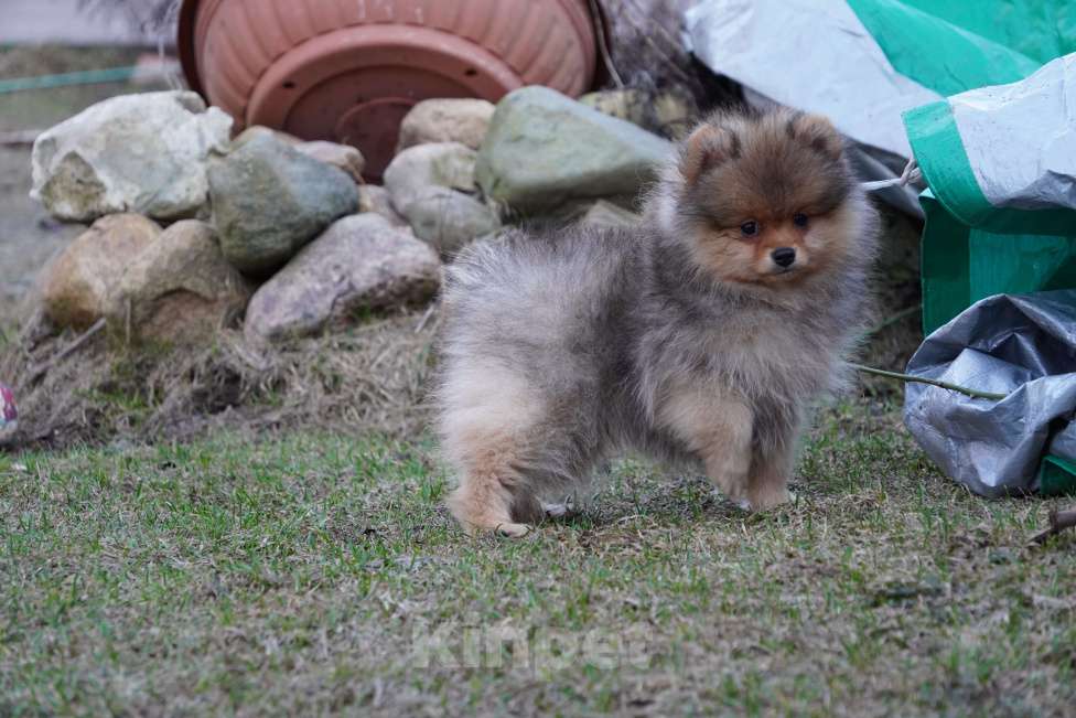 Собаки в Москве: Шпиц Мальчик, 25 000 руб. - фото 3