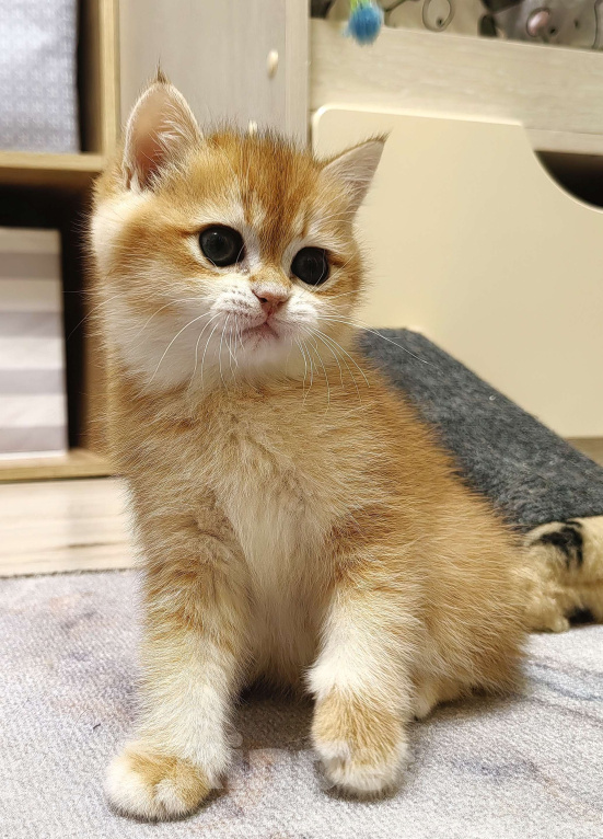 Кошки в Коломне: Британская девочка. Девочка, Бесплатно - фото 2