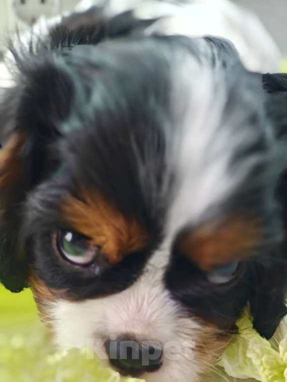 Собаки в Санкт-Петербурге: Звёздные малыши ,жемчужинки Питера. Мальчик, Бесплатно - фото 4