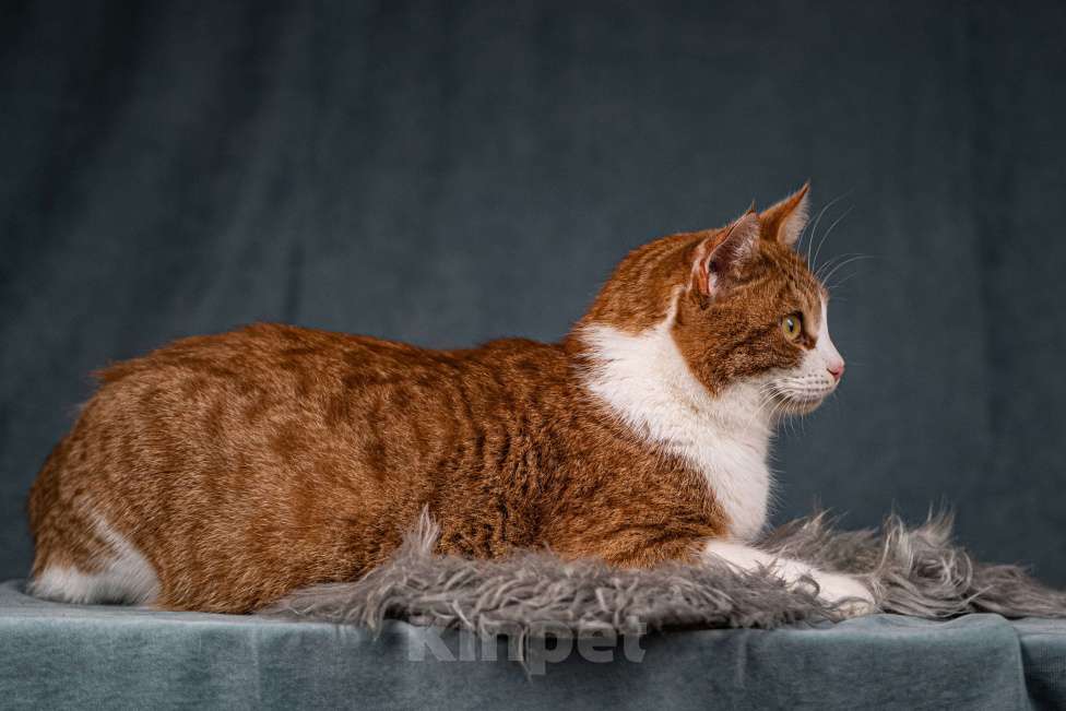 Кошки в Клине: Бегемот — хитрюшный кот Мальчик, Бесплатно - фото 9