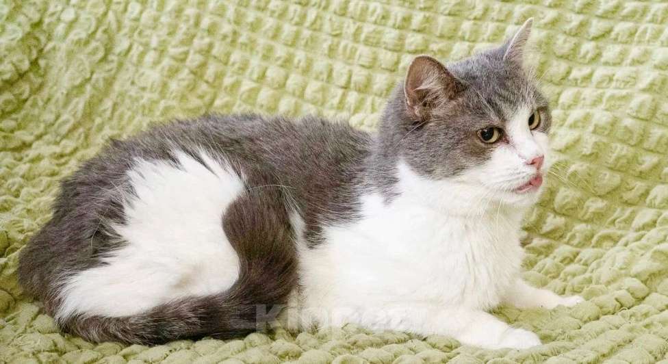 Кошки в Москве: Некрасивая кошка ищет дом и семью. В добрые руки Девочка, Бесплатно - фото 3