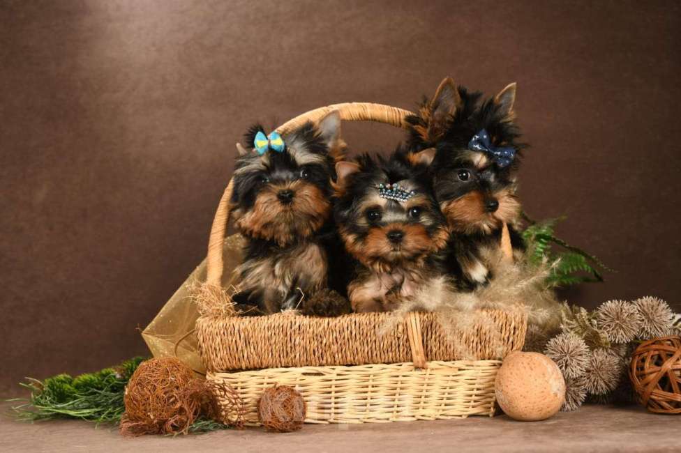 Собаки в Красногорске: Продам щенков  Девочка, 35 000 руб. - фото 5