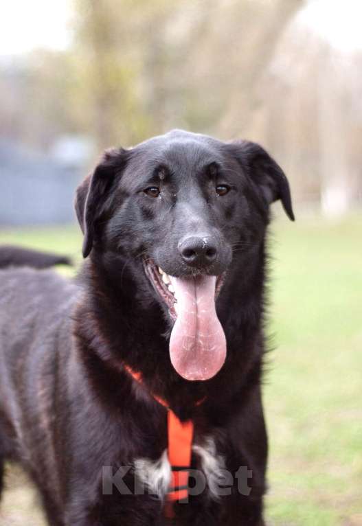 Собаки в Москве: Нежный и ласковый Уинтер в поисках дома Мальчик, Бесплатно - фото 3